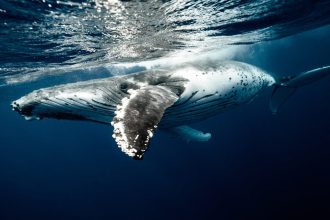 whale under water