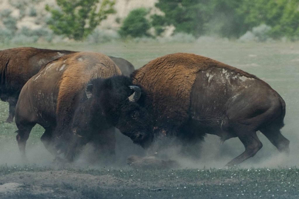 bisonti al theodore roosevelt national park
