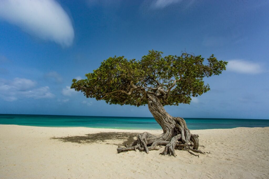 Albero di fofoti ad Aruba. Viaggi di nozze combinati Perù e Aruba